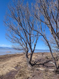 Arbre et Fleuve